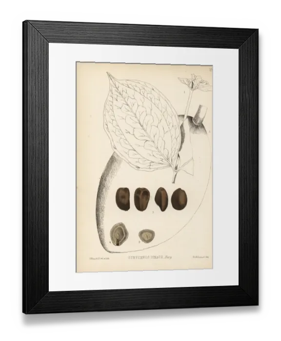 Framed Print : St. Ignatius bean, Strychnos ignatii Framed Print : St. Ignatius bean, Strychnos ignatii