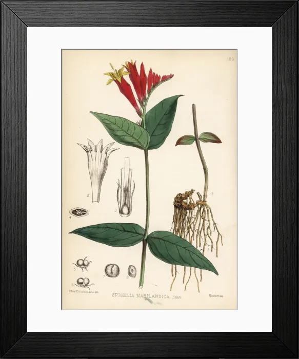 Framed Print : Indian pink-root or Maryland pink-root, Spigelia marilandica Framed Print : Indian pink-root or Maryland pink-root, Spigelia marilandica