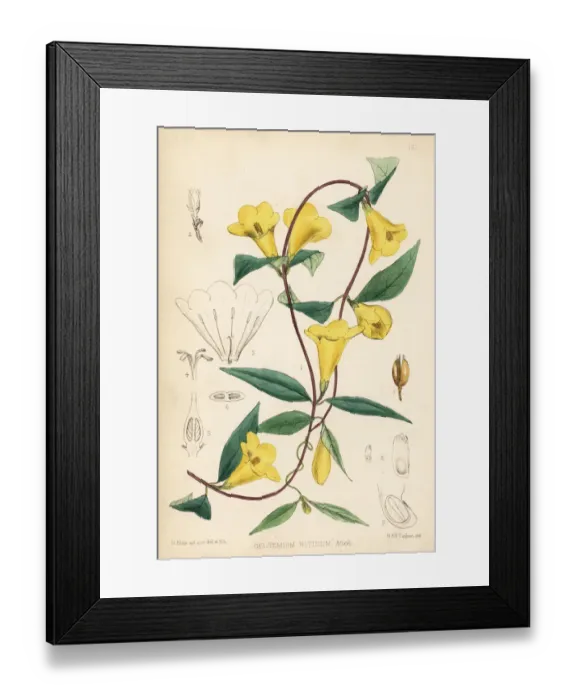 Framed Print : Wild yellow jessamine or false jasmine, Gelsemium Framed Print : Wild yellow jessamine or false jasmine, Gelsemium