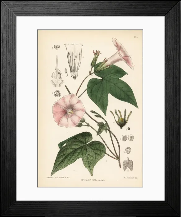 Framed Print : Kaladana or picotee morning glory, Ipomoea nil Framed Print : Kaladana or picotee morning glory, Ipomoea nil