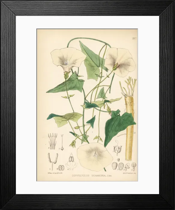Framed Print : Scammony, Convolvulus scammonia Framed Print : Scammony, Convolvulus scammonia
