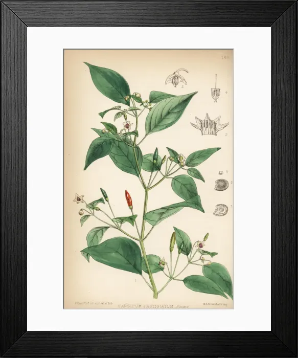 Framed Print : Chili pepper, Capsicum annuum Framed Print : Chili pepper, Capsicum annuum