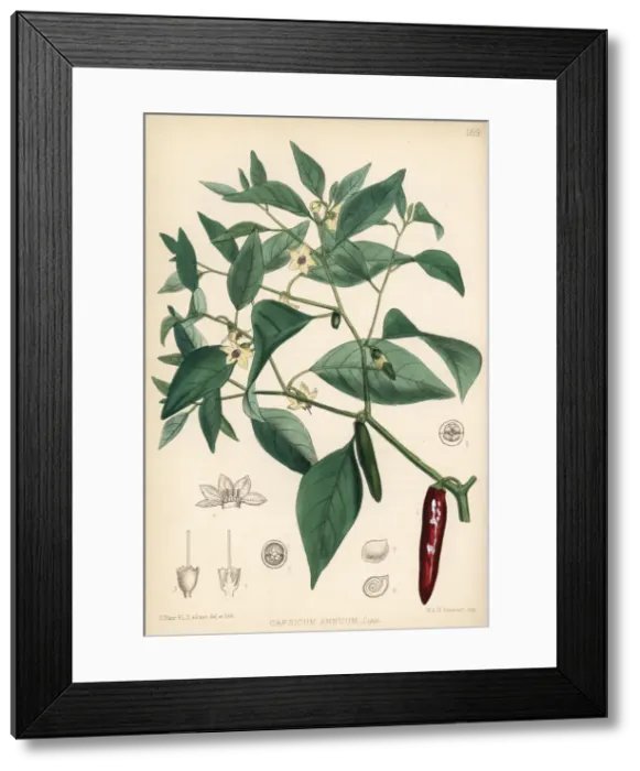 Framed Print : Chili pepper or pod pepper, Capsicum annuum Framed Print : Chili pepper or pod pepper, Capsicum annuum