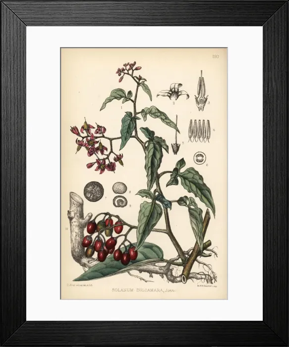 Framed Print : Bittersweet or woody nightshade, Solanum dulcamara Framed Print : Bittersweet or woody nightshade, Solanum dulcamara