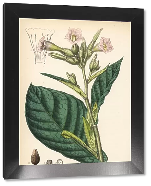 Tobacco or Virginian tobacco, Nicotiana tabacum