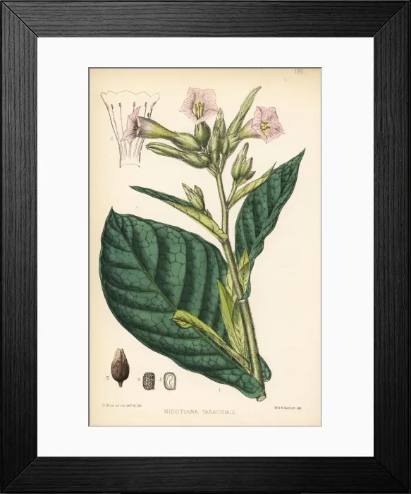 Framed Print : Tobacco or Virginian tobacco, Nicotiana tabacum Framed Print : Tobacco or Virginian tobacco, Nicotiana tabacum