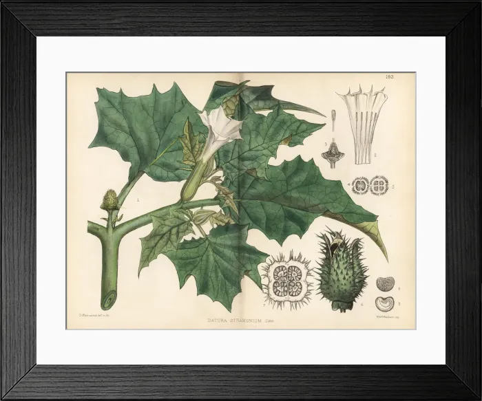 Framed Print : Thorn apple, Datura stramonium Framed Print : Thorn apple, Datura stramonium