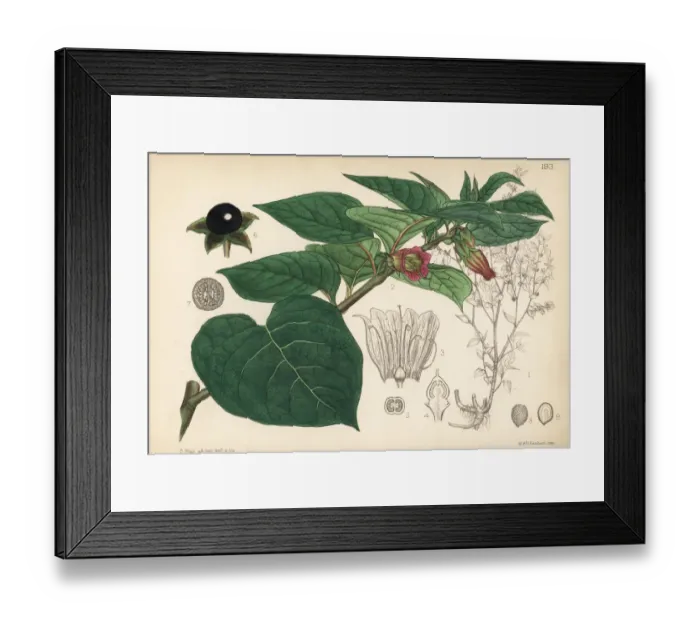 Framed Print : Deadly nightshade, Atropa belladonna Framed Print : Deadly nightshade, Atropa belladonna