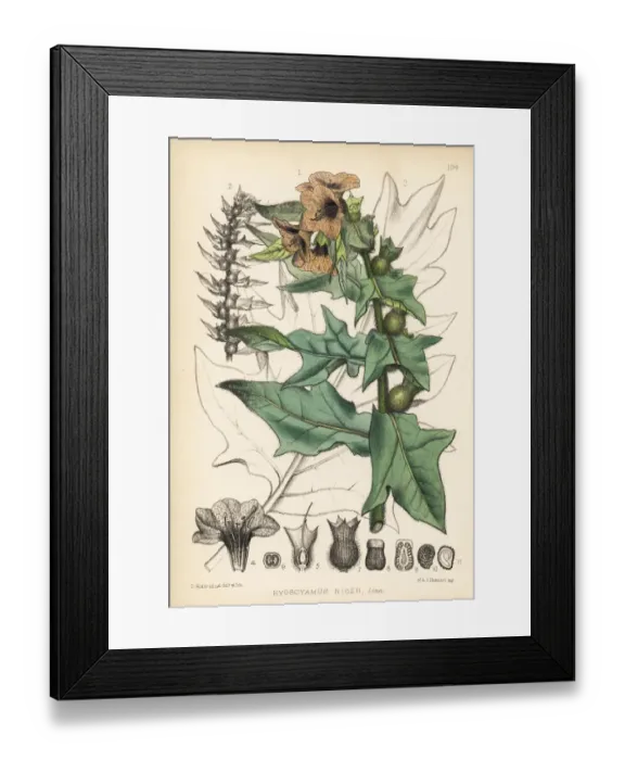 Framed Print : Henbane, Hyoscyamus niger Framed Print : Henbane, Hyoscyamus niger