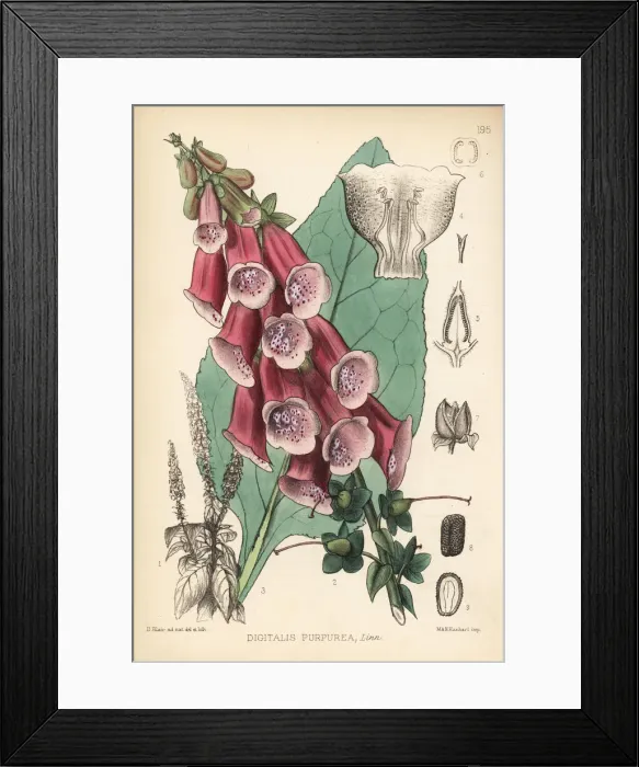 Framed Print : Purple foxglove, Digitalis purpurea Framed Print : Purple foxglove, Digitalis purpurea