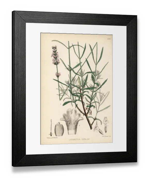Framed Print : Lavender, Lavandula angustifolia subsp. pyrenaica Framed Print : Lavender, Lavandula angustifolia subsp. pyrenaica
