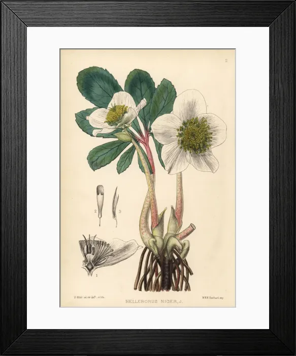 Framed Print : Christmas rose, Helleborus niger Framed Print : Christmas rose, Helleborus niger