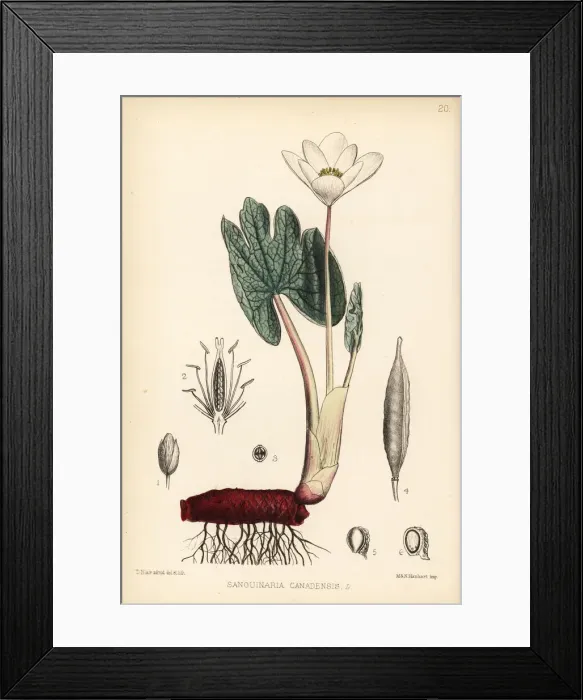Framed Print : Bloodroot or puccoon, Sanguinaria canadensis Framed Print : Bloodroot or puccoon, Sanguinaria canadensis