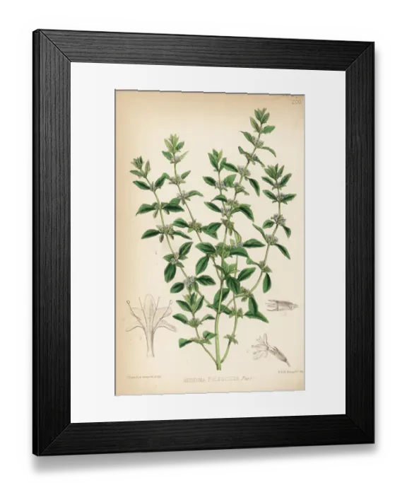 Framed Print : American pennyroyal, Hedeoma pulegioides Framed Print : American pennyroyal, Hedeoma pulegioides