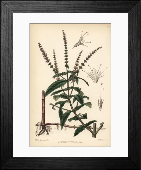 Framed Print : Spearmint or spear mint, Mentha spicata Framed Print : Spearmint or spear mint, Mentha spicata