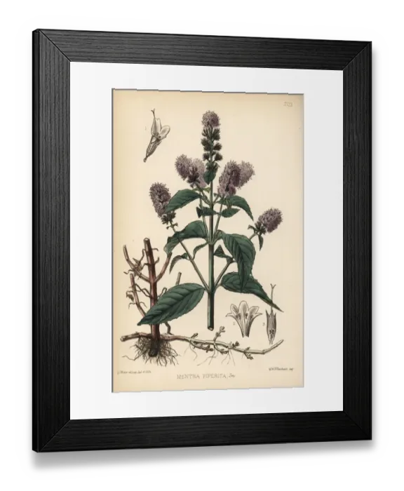 Framed Print : Peppermint, Mentha piperita Framed Print : Peppermint, Mentha piperita