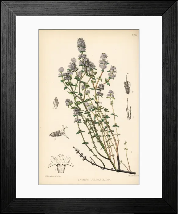 Framed Print : Garden thyme, Thymus vulgaris Framed Print : Garden thyme, Thymus vulgaris