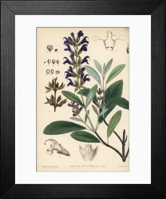 Framed Print : Garden sage, Salvia officinalis Framed Print : Garden sage, Salvia officinalis