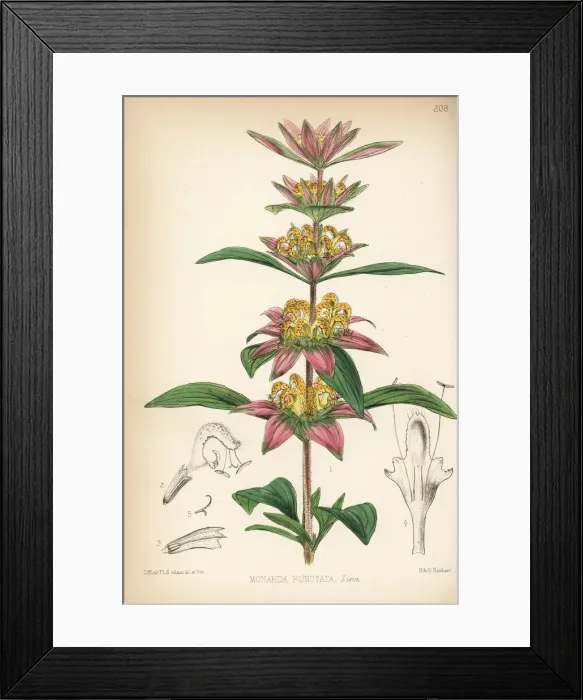 Framed Print : American horsemint or spotted beebalm, Monarda punctata Framed Print : American horsemint or spotted beebalm, Monarda punctata