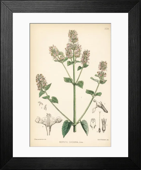 Framed Print : Catmint or catnip, Nepeta cataria Framed Print : Catmint or catnip, Nepeta cataria