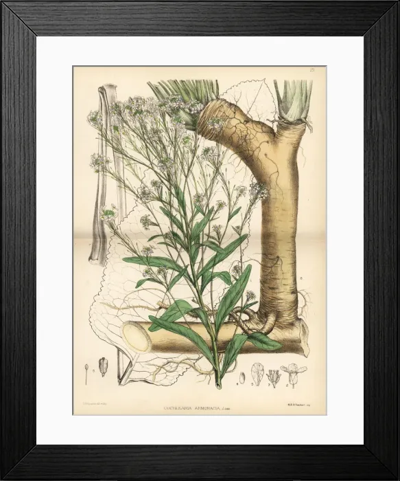 Framed Print : Horseradish, Armoracia rusticana Framed Print : Horseradish, Armoracia rusticana