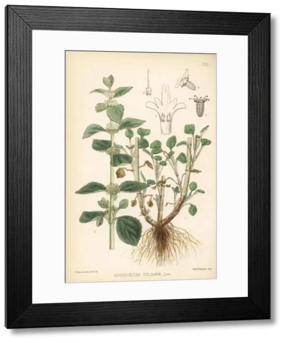 Framed Print : White horehound, Marrubium vulgare Framed Print : White horehound, Marrubium vulgare