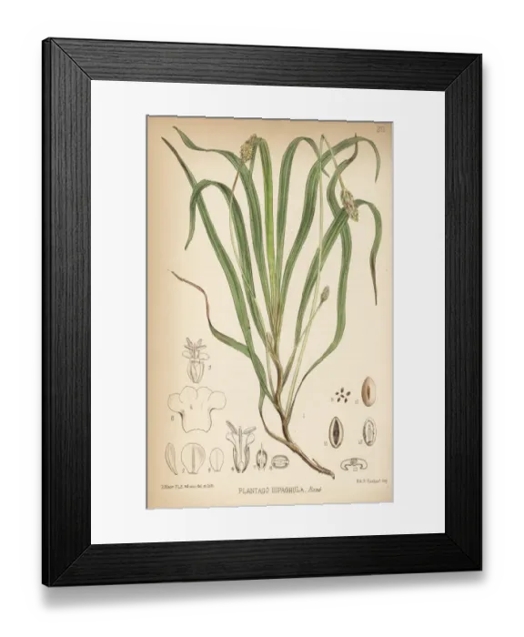 Framed Print : Blond plantain or desert Indianwheat, Plantago ovata Framed Print : Blond plantain or desert Indianwheat, Plantago ovata