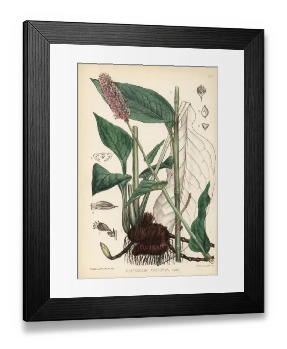 Framed Print : Bistort or snakeweed, Polygonum bistorta Framed Print : Bistort or snakeweed, Polygonum bistorta