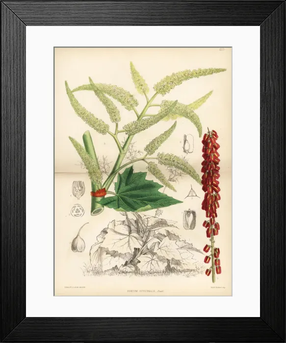 Framed Print : Tibetan rhubarb, Rheum officinale Framed Print : Tibetan rhubarb, Rheum officinale