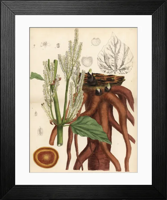 Framed Print : English rhubarb, false rhubarb or rhapontic Framed Print : English rhubarb, false rhubarb or rhapontic