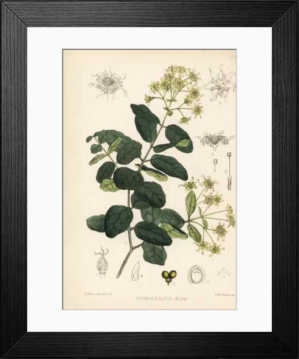 Framed Print : Boldo, Peumus boldus Framed Print : Boldo, Peumus boldus