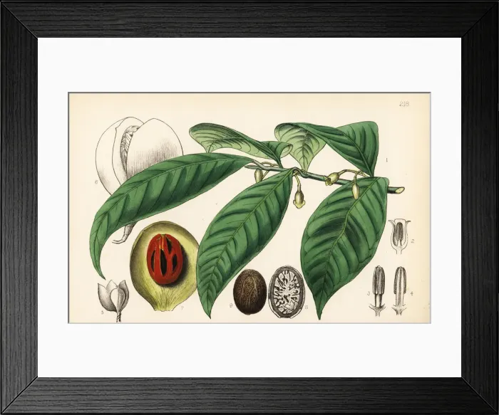 Framed Print : Mace and nutmeg, Myristica fragrans Framed Print : Mace and nutmeg, Myristica fragrans