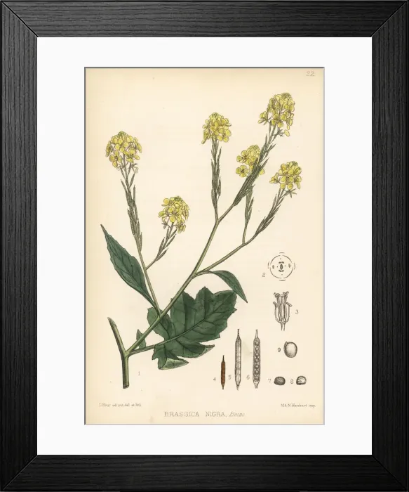Framed Print : Black mustard, Brassica nigra Framed Print : Black mustard, Brassica nigra