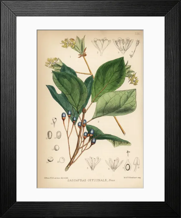 Framed Print : Sassafras, Sassafras albidum Framed Print : Sassafras, Sassafras albidum