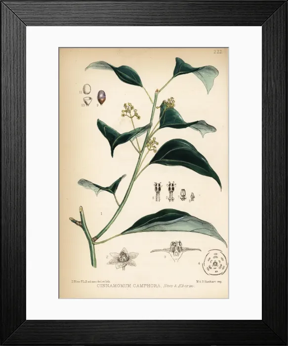 Framed Print : Camphor laurel, Cinnamomum camphora Framed Print : Camphor laurel, Cinnamomum camphora