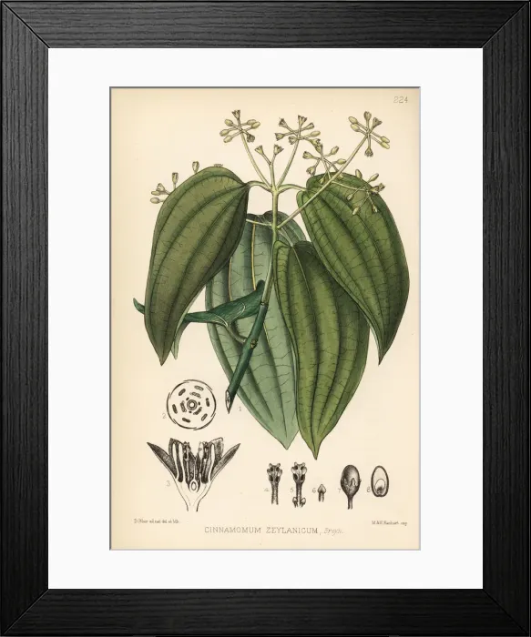 Framed Print : Cinnamon, Cinnamomum verum Framed Print : Cinnamon, Cinnamomum verum