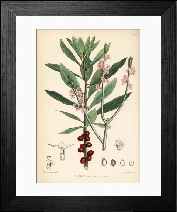 Framed Print : Mezereon, Daphne mezereum Framed Print : Mezereon, Daphne mezereum