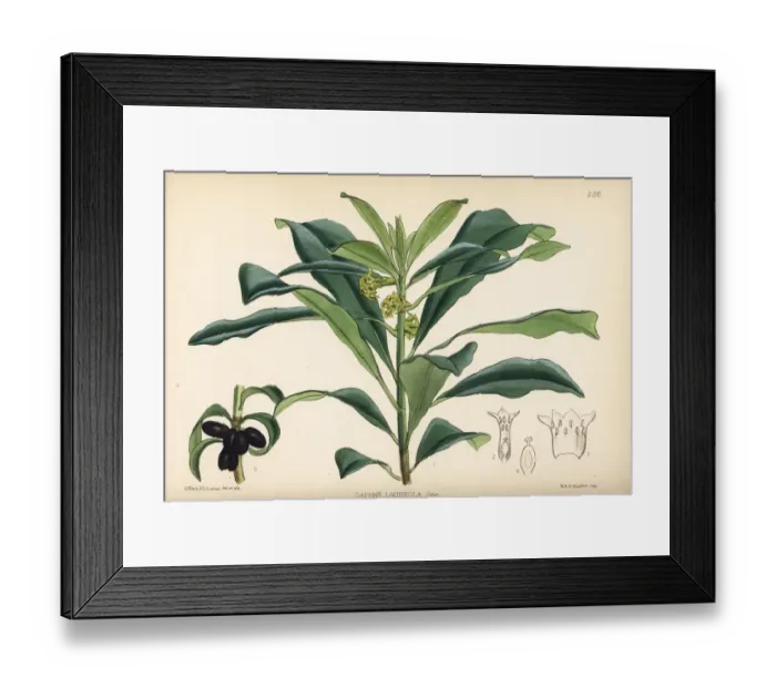 Framed Print : Spurge laurel, Daphne laureola Framed Print : Spurge laurel, Daphne laureola