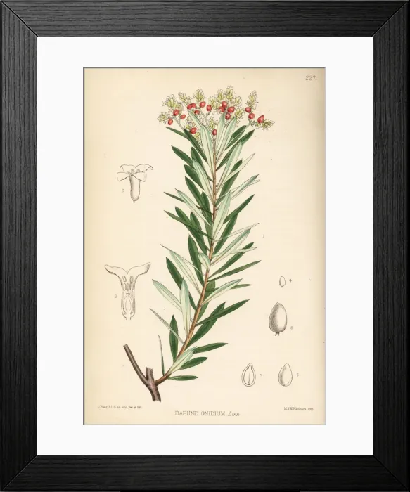 Framed Print : Spurge flax or flax-leaved daphne, Daphne gnidium Framed Print : Spurge flax or flax-leaved daphne, Daphne gnidium