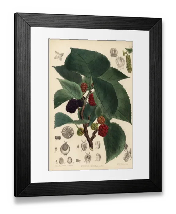 Framed Print : Mulberry, Morus nigra Framed Print : Mulberry, Morus nigra