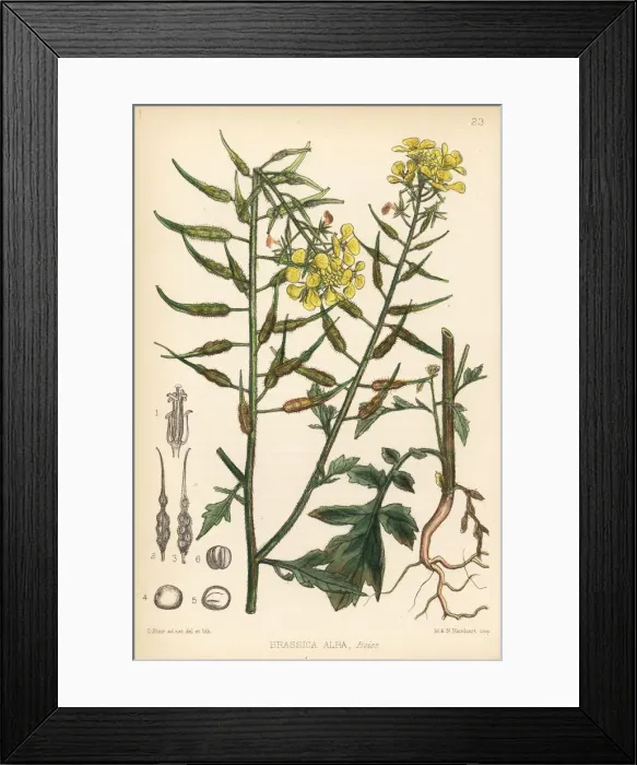 Framed Print : White mustard, Brassica alba Framed Print : White mustard, Brassica alba