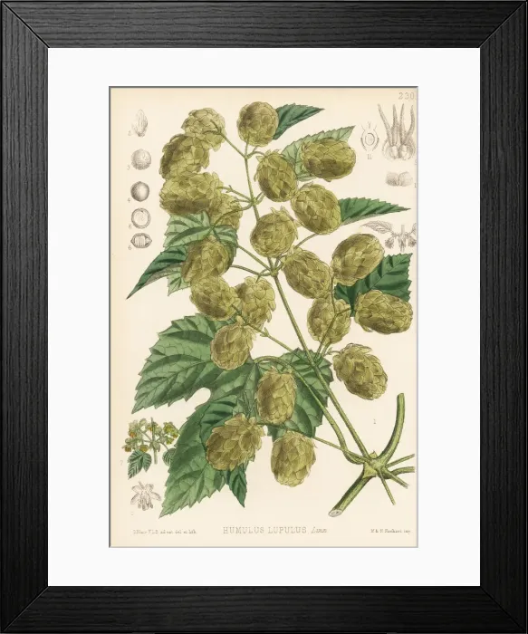Framed Print : Hops, Humulus lupulus Framed Print : Hops, Humulus lupulus