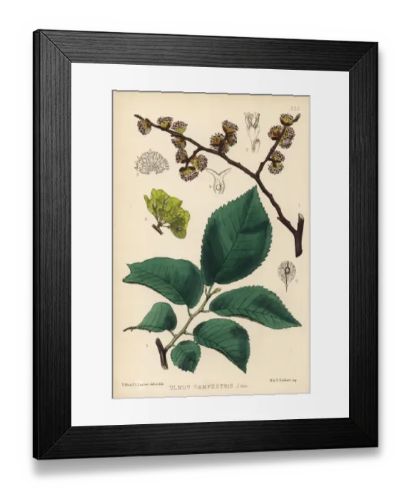 Framed Print : Common elm, Ulmus campestris Framed Print : Common elm, Ulmus campestris