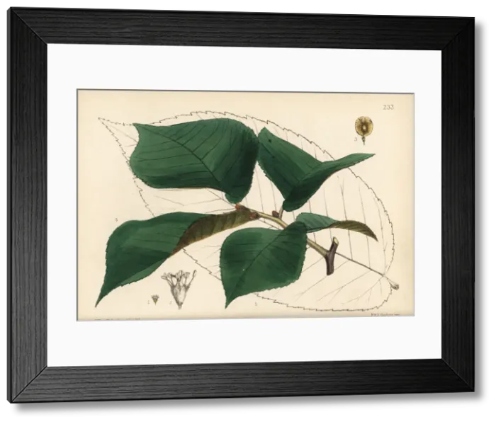 Framed Print : Slippery elm or red elm, Ulmus rubra Framed Print : Slippery elm or red elm, Ulmus rubra