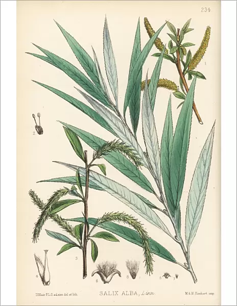 White willow or golden willow, Salix alba