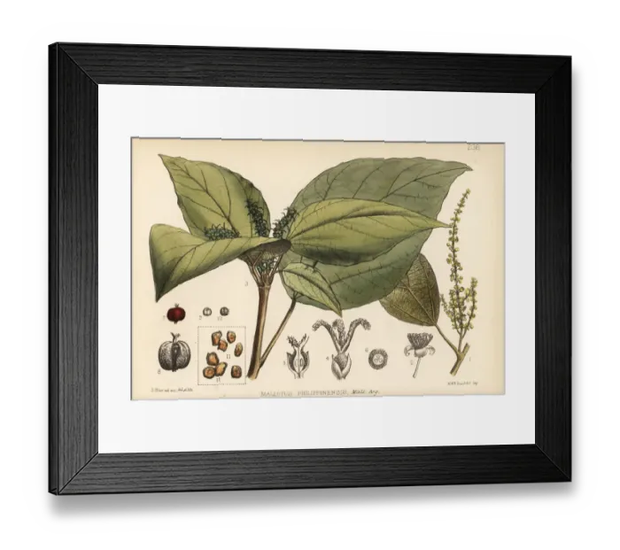 Framed Print : Kamala tree, Mallotus philippinensis Framed Print : Kamala tree, Mallotus philippinensis