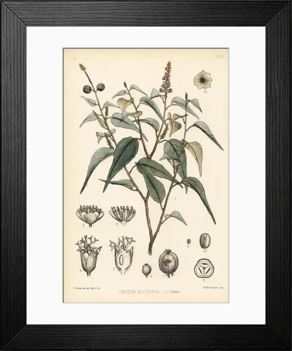 Framed Print : Sweetwood bark or sweet bark, Croton eluteria Framed Print : Sweetwood bark or sweet bark, Croton eluteria