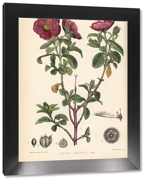 Pink rock-rose, Cistus creticus