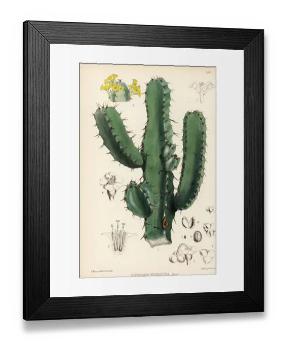 Framed Print : Resin spurge, Euphorbia resinifera Framed Print : Resin spurge, Euphorbia resinifera