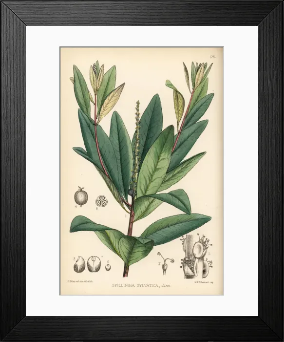 Framed Print : Queens delight, Stillingia sylvatica Framed Print : Queens delight, Stillingia sylvatica